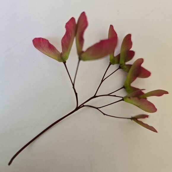 30 Red Japanese Maple Tree Seeds - Acer Palmatum - Picture 15 of 16